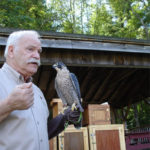 Tom Ricardi with peregrine falcon