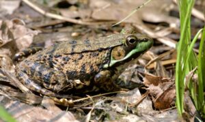 Green Frog